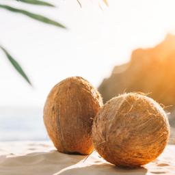 Coconut Song Lyrics And Music By Funny Song Arranged By Petrtlusty