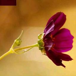 Manaserigina Yesayya Lyrics And Music By Hosanna Arranged By Pradeepraja007 manaserigina yesayya lyrics and music