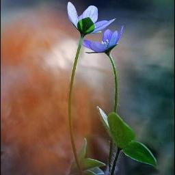 Krushin Nizhalil Lyrics And Music By Kester Arranged By Anil Varghese krushin nizhalil lyrics and music by