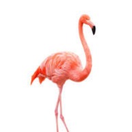Flamingo Lyrics And Music By Kero Kero Bonito Arranged By Chocora