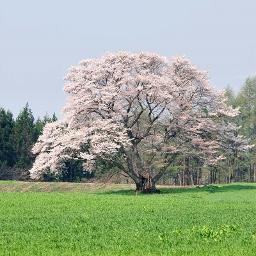 忘れられた桜の木 Lyrics And Music By より子 Arranged By Noikorori