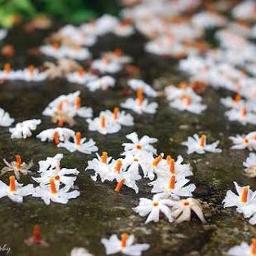 Muttathethum Thennale Hd Short Lyrics And Music By N I T H I N Arranged By N I T H I N muttathethum thennale hd short lyrics