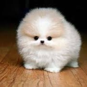 Aku Punya Anjing Kecil Heli Bee Lyrics And Music By Master Bee