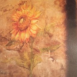 Himawari Lyrics And Music By Mr Children Arranged By Satorut9