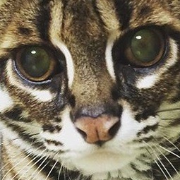 大好きだよ ショートver Lyrics And Music By 大塚愛 Arranged By 000 Ryo