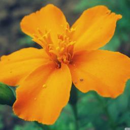 Tomar Khola Hawa Shaan Lyrics And Music By Shaan Arranged By Souravdas1 tomar khola hawa shaan lyrics and