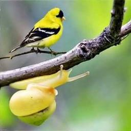 Wo Niu Yu Huang Li Niao è¸ç‰›èˆ‡é»ƒé¸é³¥ Lyrics And Music By å…'æ­Œ Arranged By H1v Yue Fei wo niu yu huang li niao è¸ç‰›èˆ‡é»ƒé¸é³¥
