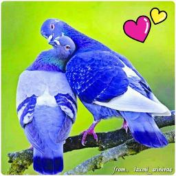 Musu Musu Hasi Mini Song Lyrics And Music By Shaan Arranged By Soloindia musu musu hasi mini song lyrics and