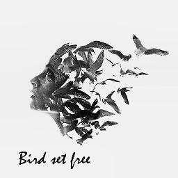 Bird Set Free - Lyrics And Music By Sia Arranged By MaryElizah
