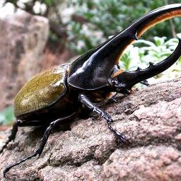 Just Wanna Be With You Lyrics And Music By Chris Rea Arranged By Sham14