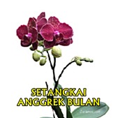 Setangkai Anggrek Bulan Lyrics And Music By Arranged By Mosse 241 Pilih satu link dari 15 daftar dibawah untuk melihat video mp4, detail informasi dan kumpulan lagu terkait. setangkai anggrek bulan lyrics and