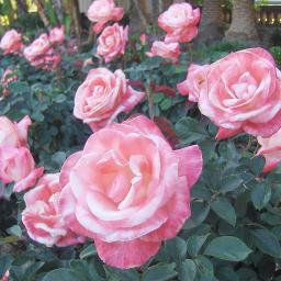 Eeran Megham Full Song Lyrics And Music By Mg Sree Kumar Arranged By Anupamadamodaran smule