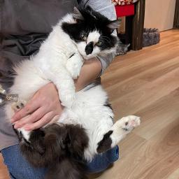 ツバサ With Arokokoa Lyrics And Music By Null Arranged By With Arokokoa214