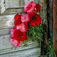 Phir Bhi Tumko Chaahungi Lyrics And Music By Mithoon Feat Shraddha Kapoor Arranged By Doc Kaustav phir bhi tumko chaahungi lyrics and