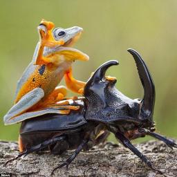 少年少女カメレオンシンプトム A Lyrics And Music By Neru 鏡音リン Arranged By Aiseg