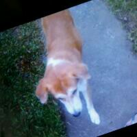 Black Out 初音ミク Gumi ボカロ Lyrics And Music By Fasting Kills Amimaddo Arranged By Suroytwo