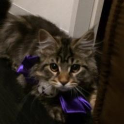 幸せのカテゴリー Lyrics And Music By Mr Children Arranged By Ryo Rmx250