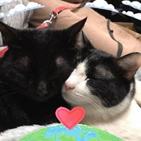 My Hero Lyrics And Music By ビーグルクルー Arranged By Satoshi 00