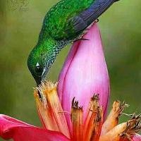 Agar Hum Kahen Aur Woh Muskura Den Lyrics And Music By Jagjit Singh Chitra Singh Arranged By Sumi agar hum kahen aur woh muskura den