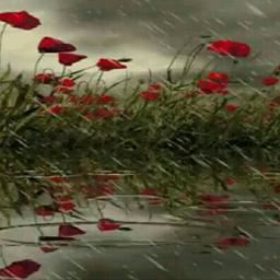 Killing Me Softly With His Song Lyrics And Music By Perry Como Roberta Flack Arranged By Wiliy Shane killing me softly with his song