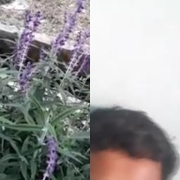 51+ Gambar Bunga Pancur Paling Keren 51+ Gambar Bunga Pancur Paling Keren